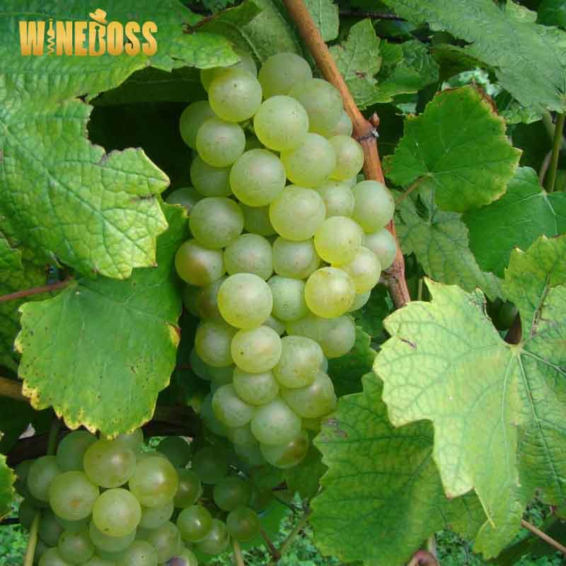 Rượu vang Pháp Champagne Drappier Carte d’Or Demi Sec