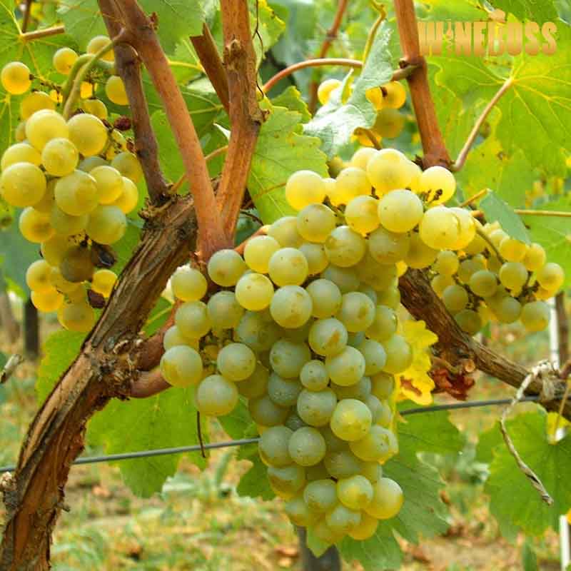 Rượu Champagne Pháp Deutz Demi-Sec Classic