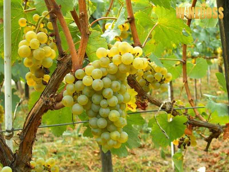 Rượu vang Domaine Faiveley Clos Rochette Mercurey Monopole
