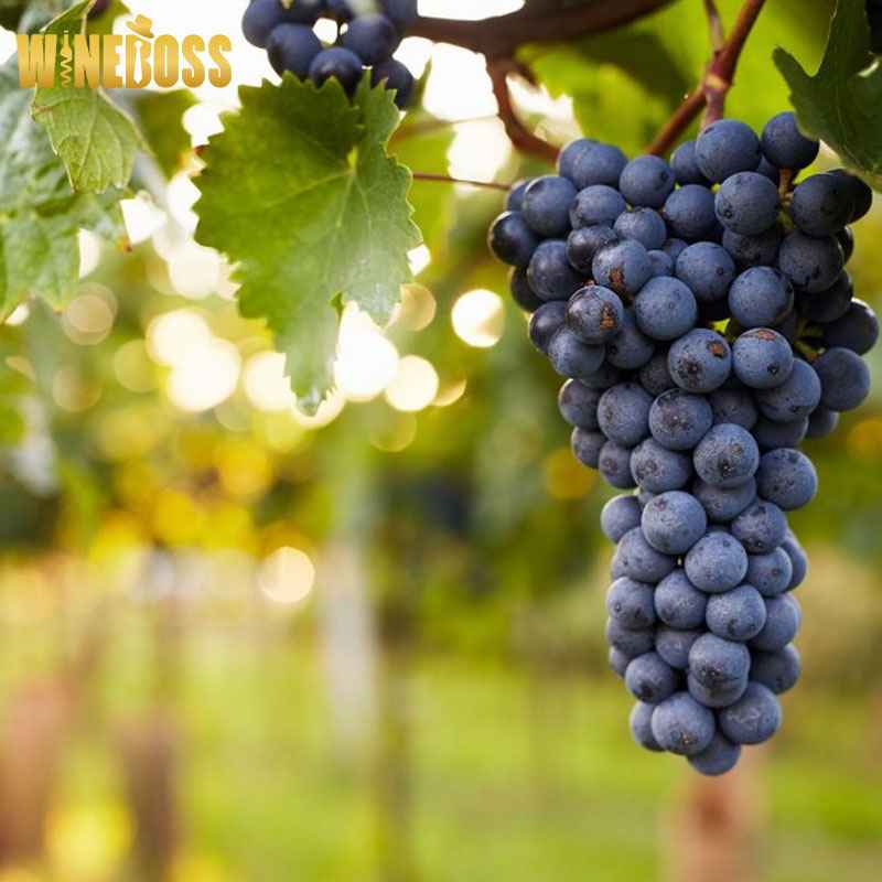 Rượu vang Chateau La Croix des Ducs