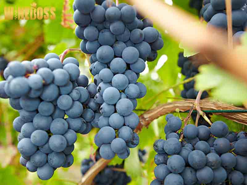rượu vang Faiveley Pommard làm từ nho Pinot Noir
