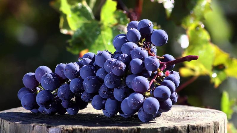 nho cabernet sauvignon trong tai phap