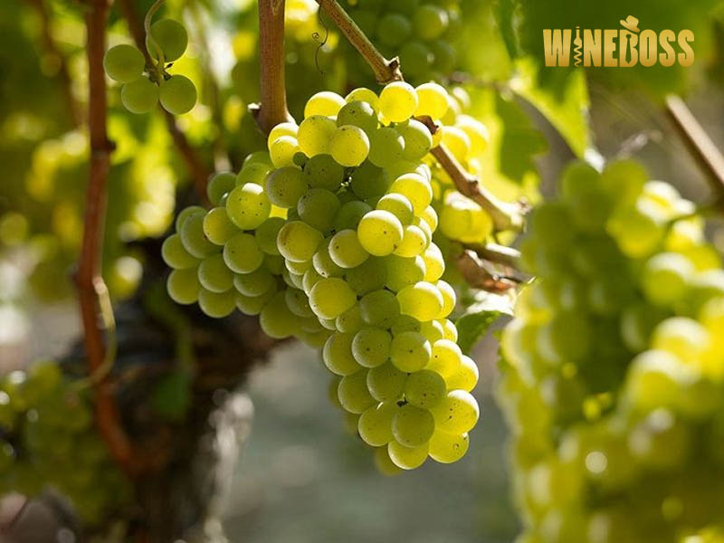 Rượu vang Pháp Domaine Laporte Le Rochoy Sancerre