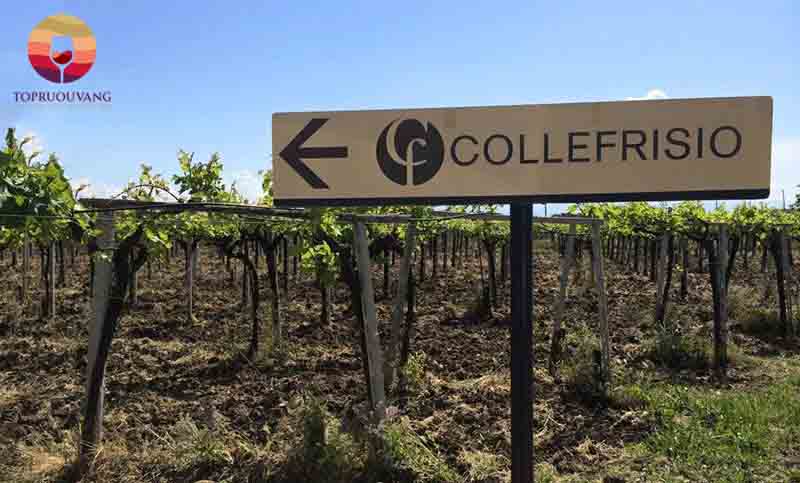 Rượu vang Ý CF Collefrisio Pinot Grigio