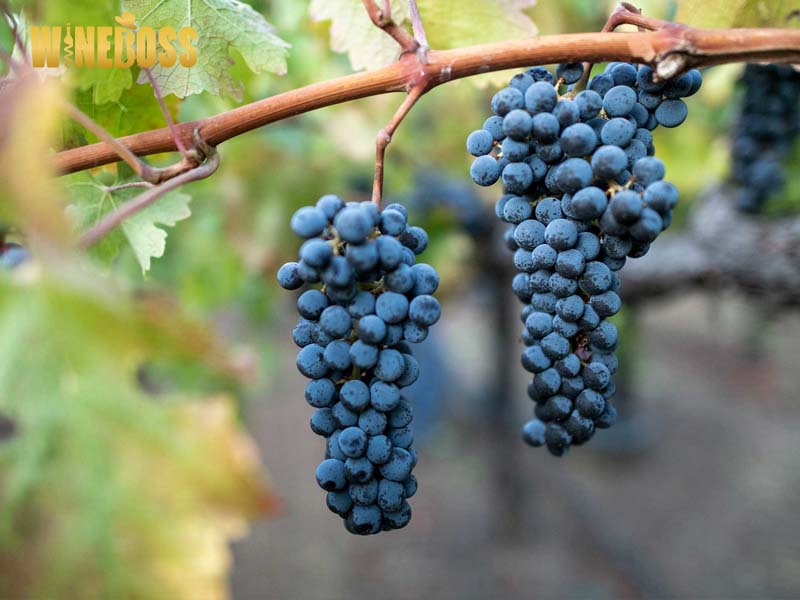 Rượu vang Pháp Claire De Jour Cabernet Sauvignon
